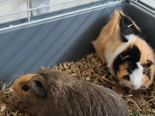 Guinea Pig rodents for sale - Advert 1