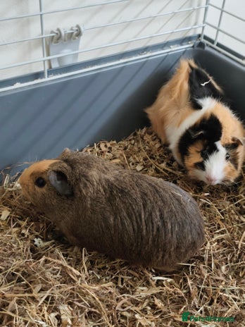 Guinea Pig rodents - Advert 2