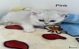 British Shorthair cats for sale: GCCF 🏆 British shorthair kitten🏆 - Image 10