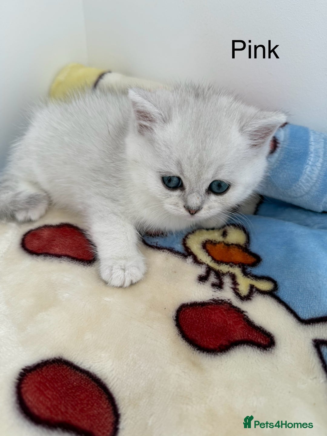 British Shorthair cats for sale: GCCF 🏆 British shorthair kitten🏆 - Image 10