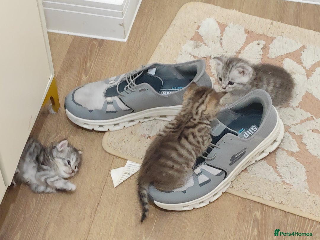 Mixed Breed cats for sale: Adorable boys kittens 3 x Silver Tabby 1x Tabby - Image 11