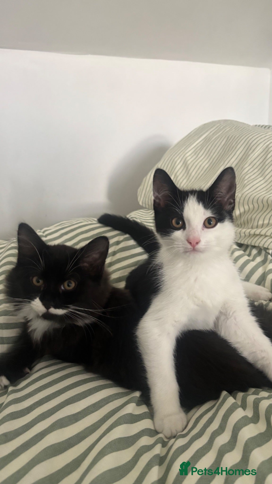 Mixed Breed cats Two brothers- keanu & towi - Advert 2