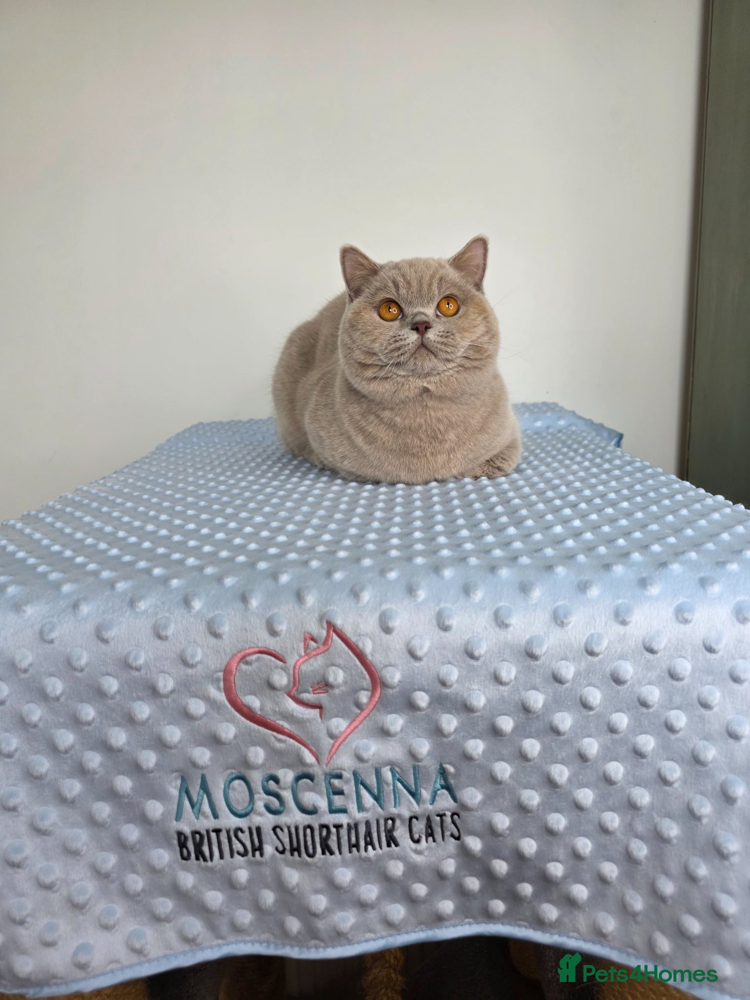 British Shorthair cats for sale: CHAMPION SIRED GCCF REG LILAC BSH MALE ADULT - Advert 2