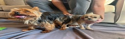 Yorkshire Terrier dogs for stud: Minitature Yorkshire Terrier Stud in Bridgend - Advert 7