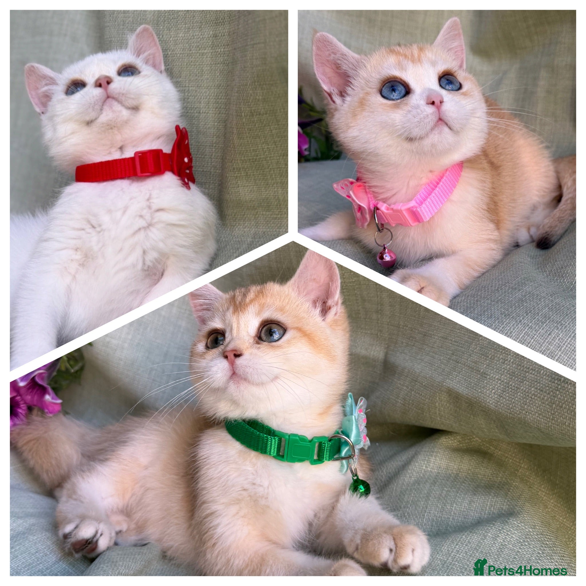 British Shorthair cats Unique British shorthair golden kittens  - Advert 5