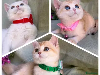 British Shorthair cats Unique British shorthair golden kittens - Advert 5