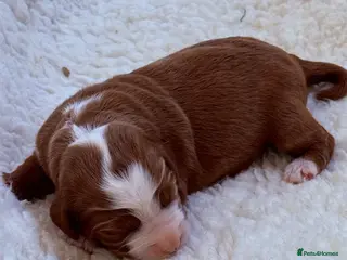 Mixed Breed dogs Beautiful Bernidoodle x Australian Labradoodle - Advert 1