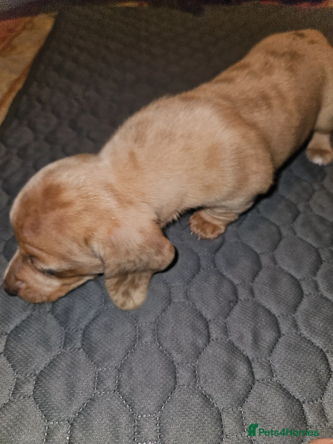 Miniature Dachshund dogs for sale: Miniature dachshund  - Advert 7