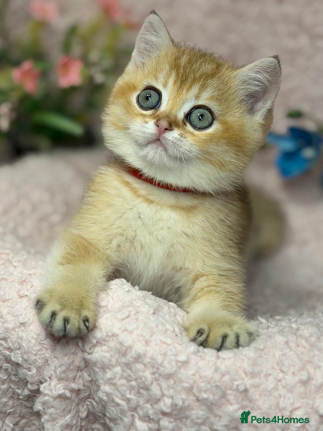 British Shorthair cats for sale: British shh golden, silver  GCCF kittens  - Advert 14