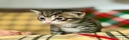 Mixed Breed cats for sale: Seven Beautiful Kittens Looking for Loving Homes - Advert 7