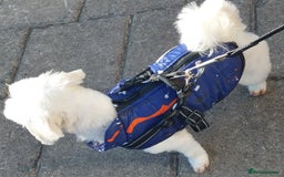 Maltese dogs for stud: Maltese Stud Available – Edinburgh 🐶 - Image 4