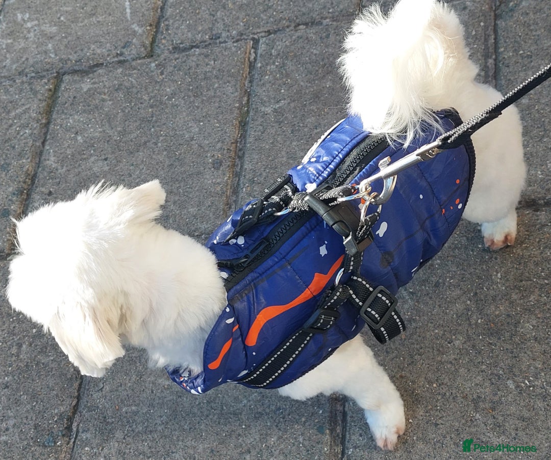 Maltese dogs for stud: Maltese Stud Available – Edinburgh 🐶 - Image 4
