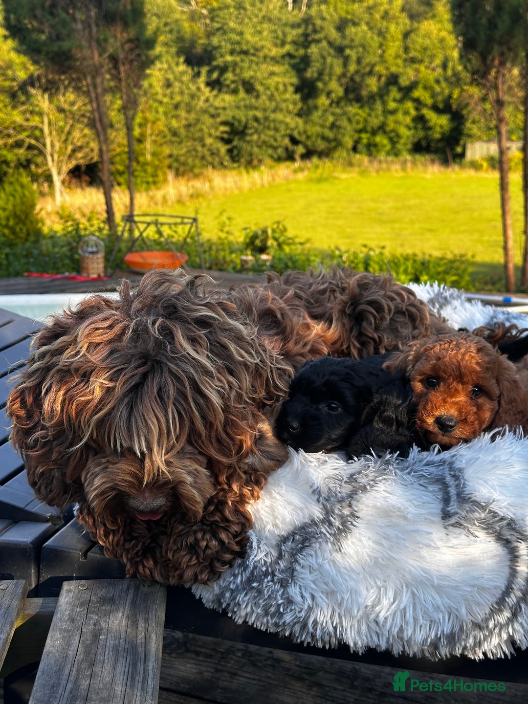 Cockapoo dogs for sale: Lovely litter cockapoo  - Image 8