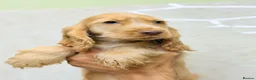 Cocker Spaniel dogs for sale: LAST 2 ❤️ RKC SHOW COCKER PUPPIES – READY NOW - Advert 4