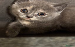 British Shorthair cats for sale: Adorable kittens READY NOW in Wakefield - Image 1