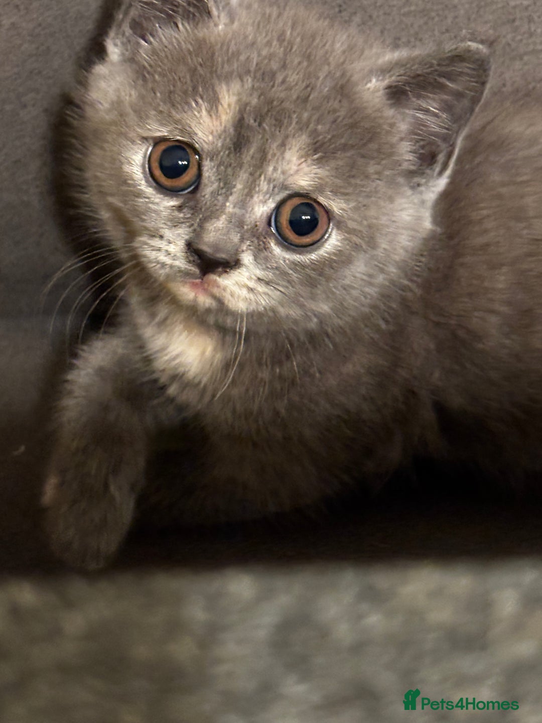 British Shorthair cats for sale: Adorable kittens READY NOW in Wakefield - Image 1