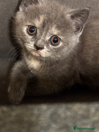 British Shorthair cats in Wakefield - Advert 7