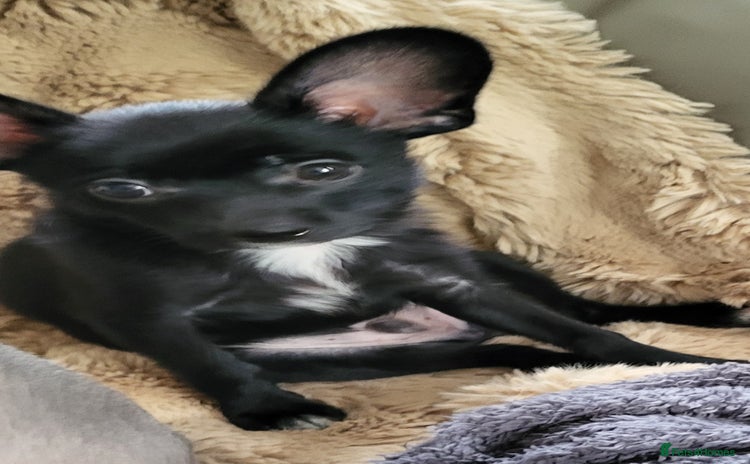 Mixed Breed dogs - Advert 1
