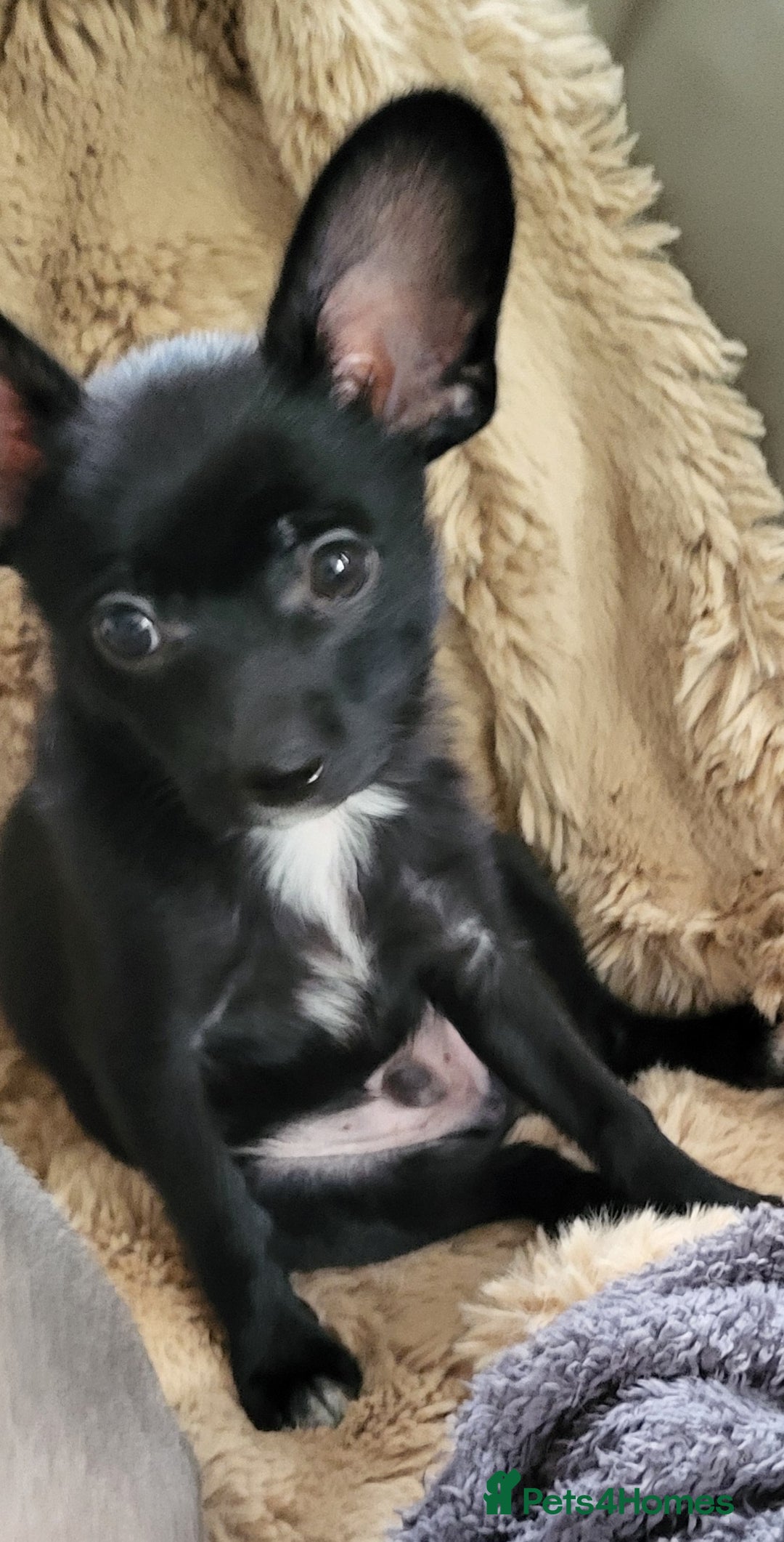 Mixed Breed dogs for sale:  Reserved Boy Small Male Papillon Cross Chihuahua  - Image 1