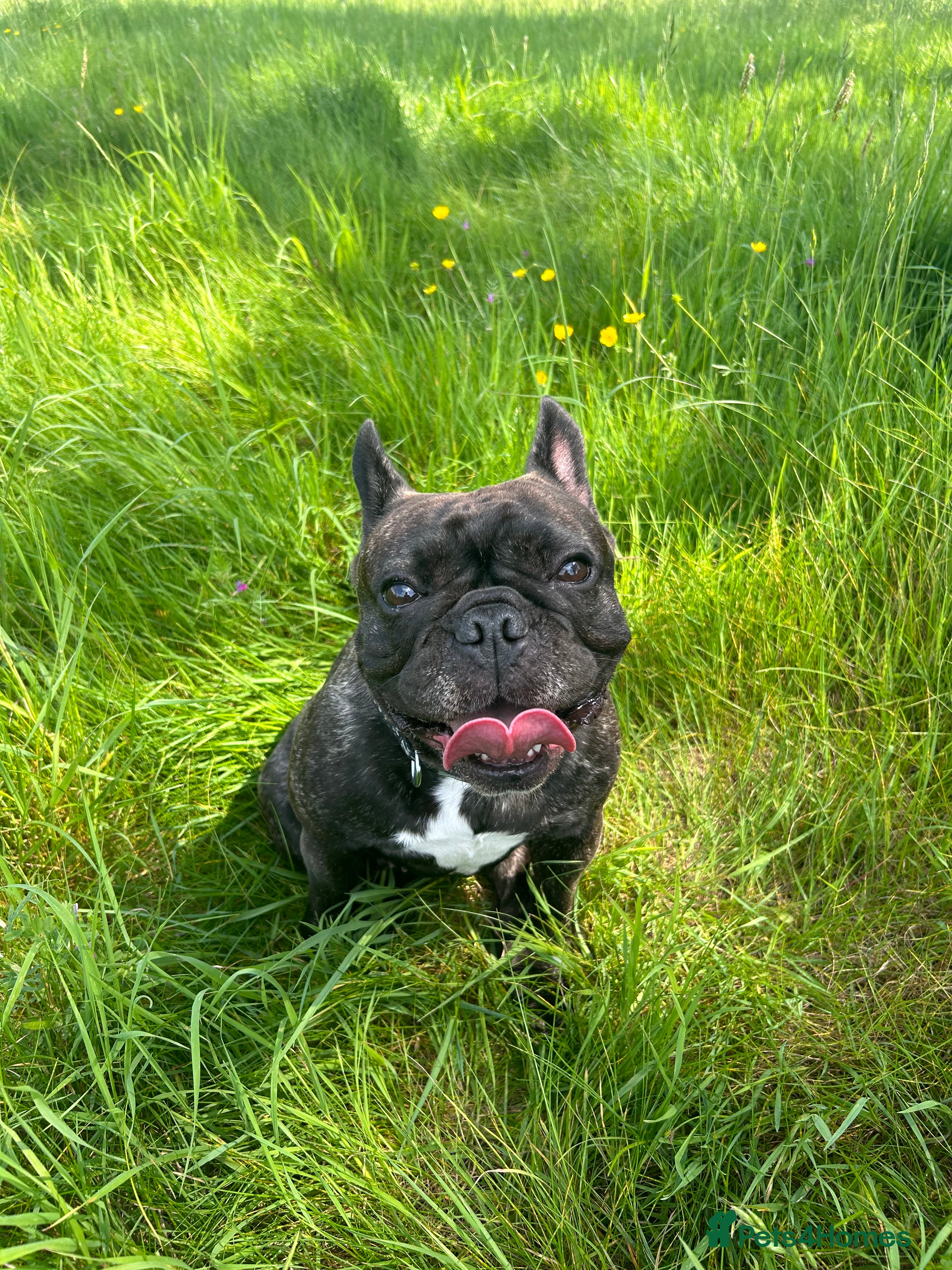French Bulldog dogs Coco - 5yo Frenchie in Bromley - Advert 1