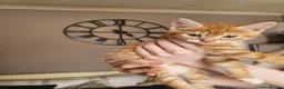 Domestic Shorthair cats for sale: Kittens for sale - Advert 4