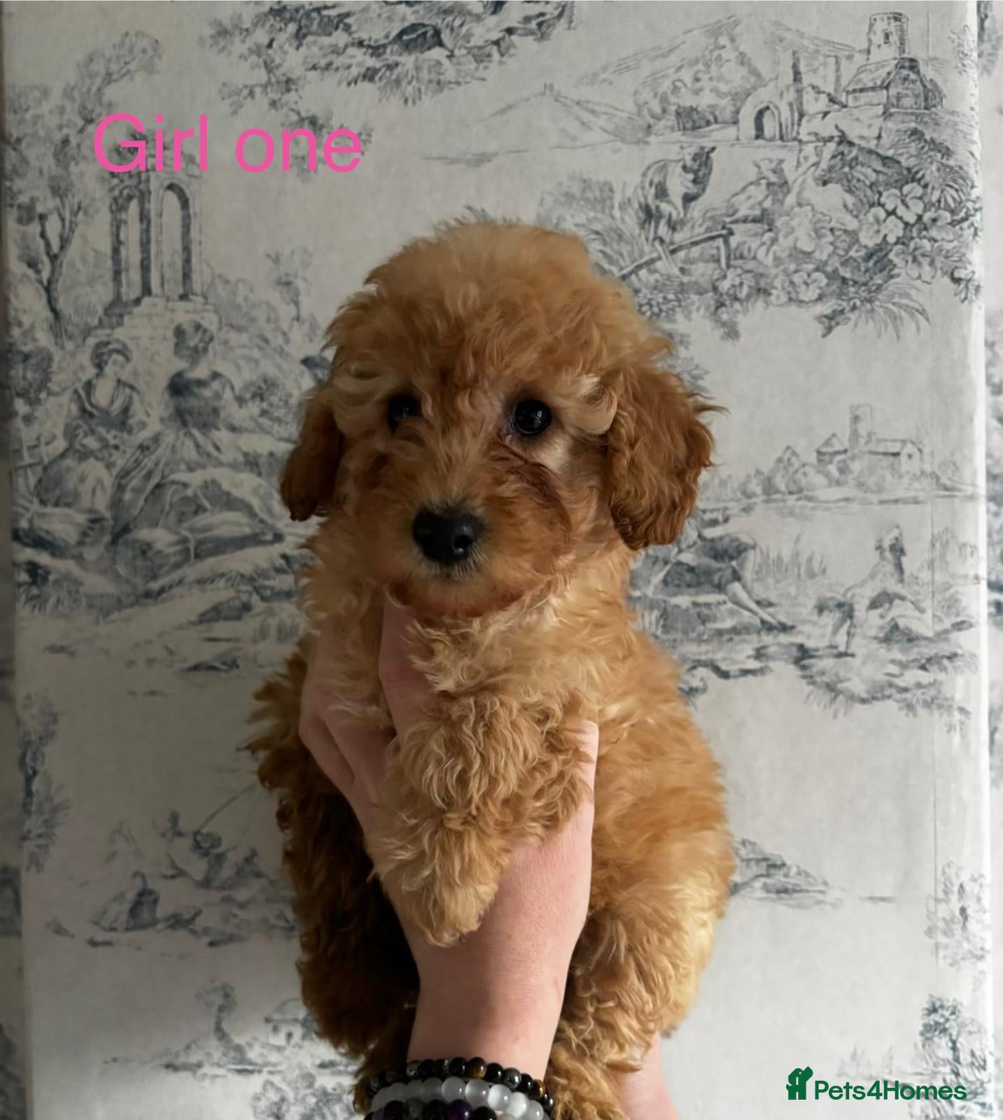 Mixed Breed dogs  Exquisite Poodle Puppies ready now - Advert 2