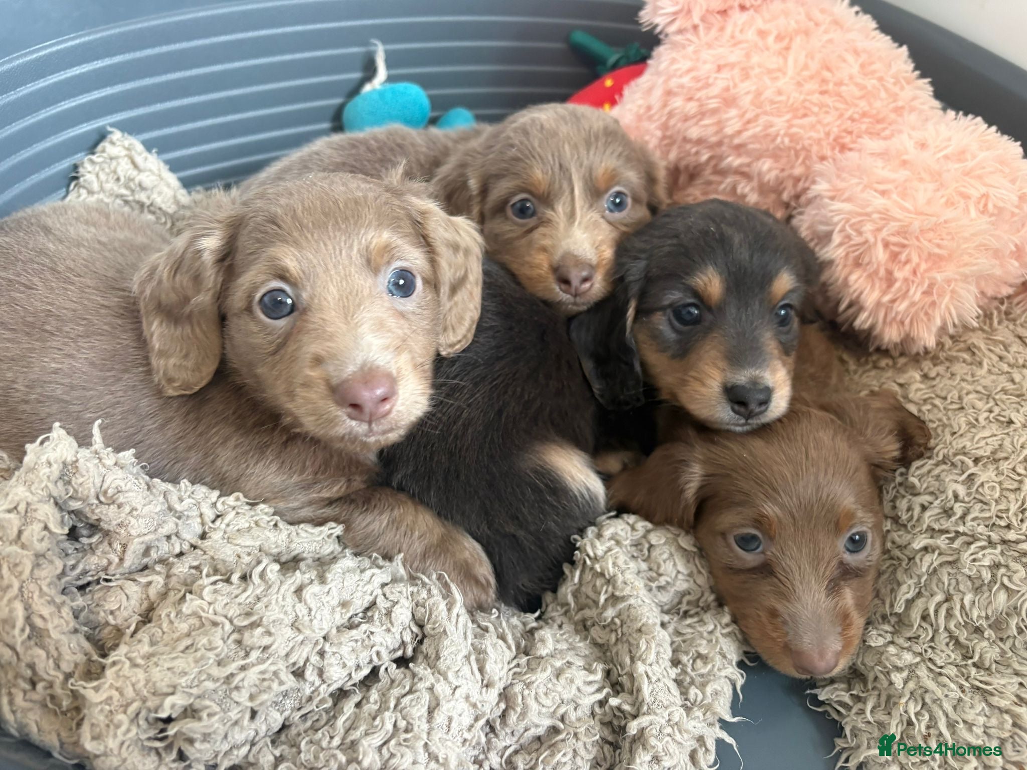 Miniature Dachshund dogs 3 left be quick Stunning kc long hair miniatures🐾 - Advert 7