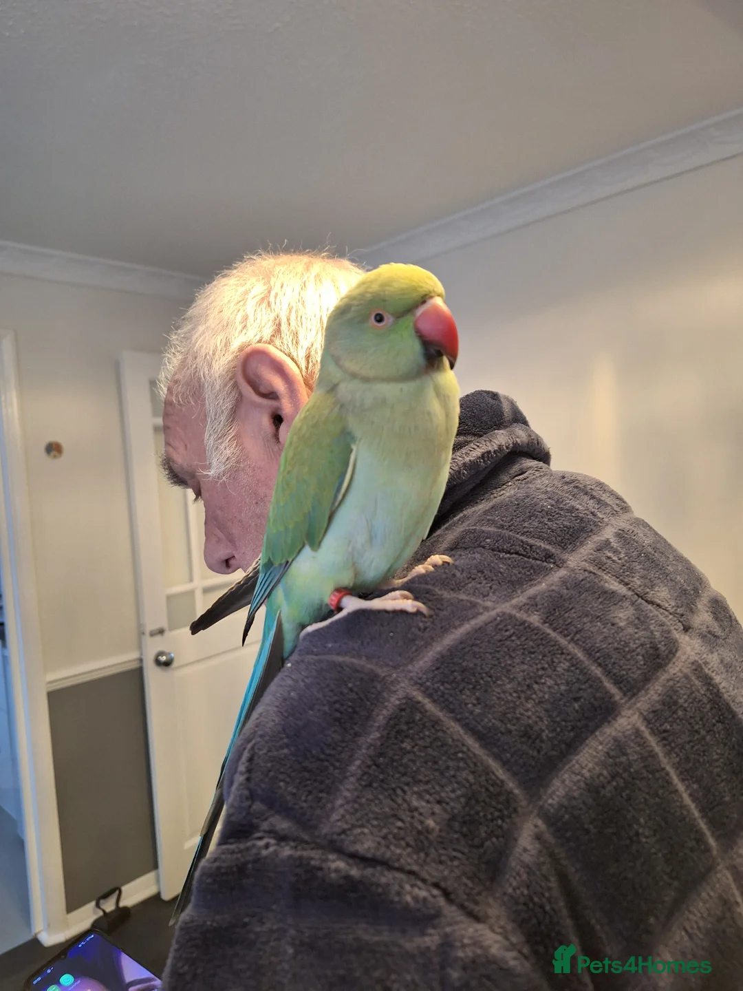 Ringnecks birds for sale: Indian ringneck - Advert 1