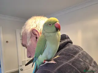 Ringnecks birds Indian ringneck - Advert 2