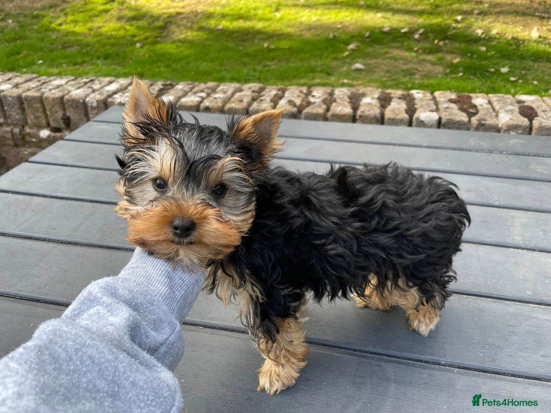 Yorkshire Terrier dogs for sale: Yorkshire Terrier male puppy - Advert 6