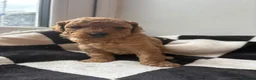 Mixed Breed dogs for sale: Double doodles  - Advert 19