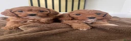 Cavapoo dogs for sale: Cavapoo puppy mix litte For Sale in Larbert - Advert 6