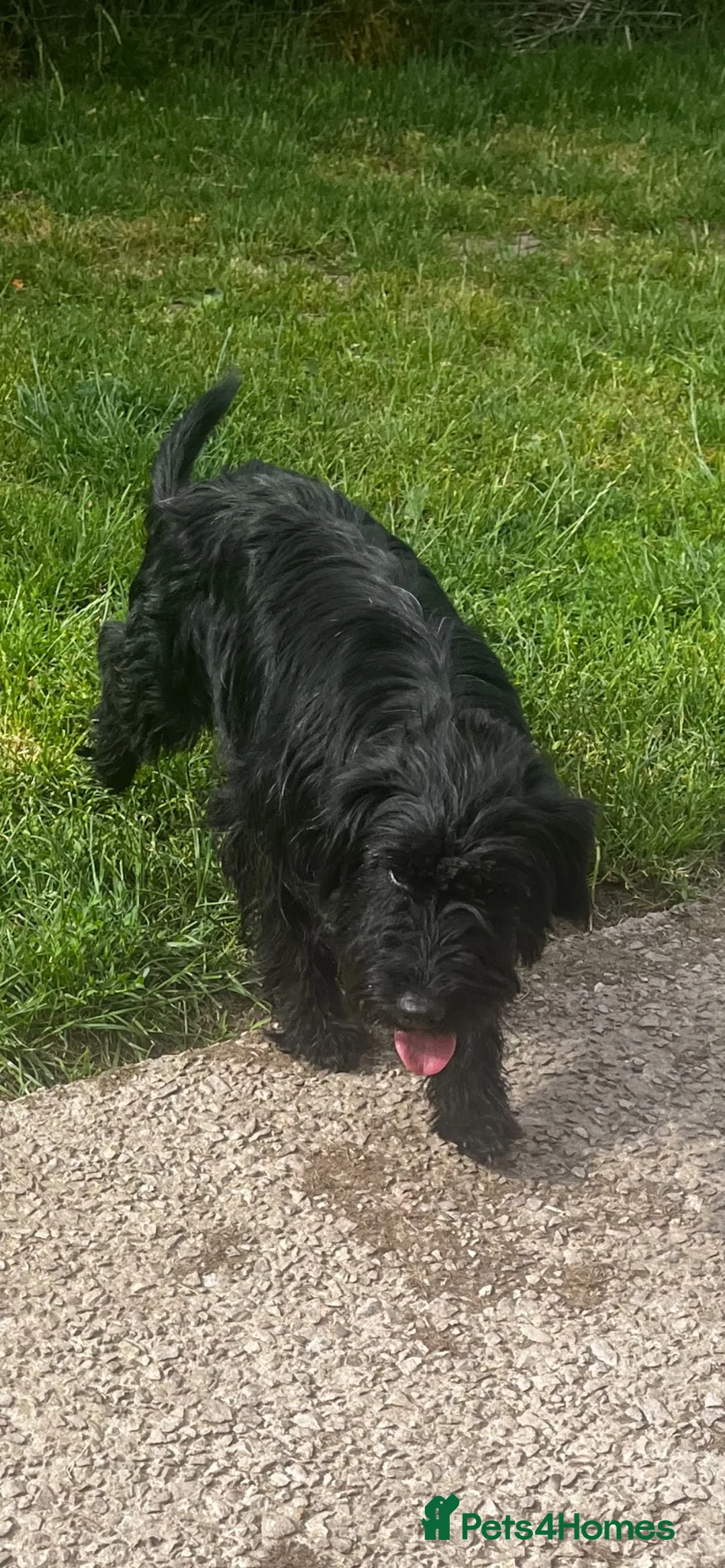 Mixed Breed dogs for sale: 3/4 welsh terrier 1/4cocker spaniel puppys - Advert 7