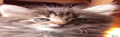 Mixed Breed Kitten 2