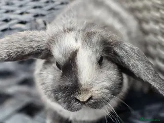 Mini Lop rabbits Mini lop magpie babies - Advert 5