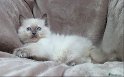 Ragdoll cats for sale: GCCF PET/ACTIVE KITTENS CHAMPION IMP BLOODLINES - Image 36