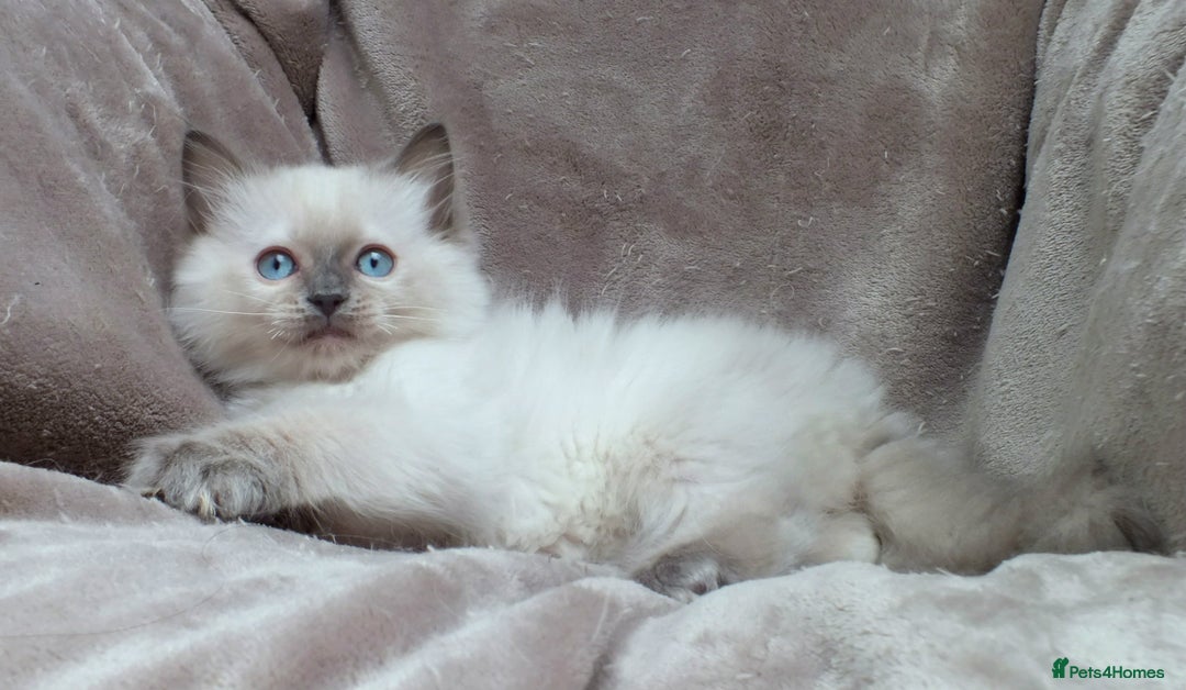 Ragdoll cats for sale: GCCF PET/ACTIVE KITTENS CHAMPION IMP BLOODLINES - Image 36