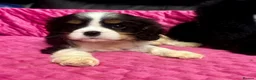 Cavalier King Charles Spaniel dogs for sale: Cavalier King Charles spaniel  - Advert 3