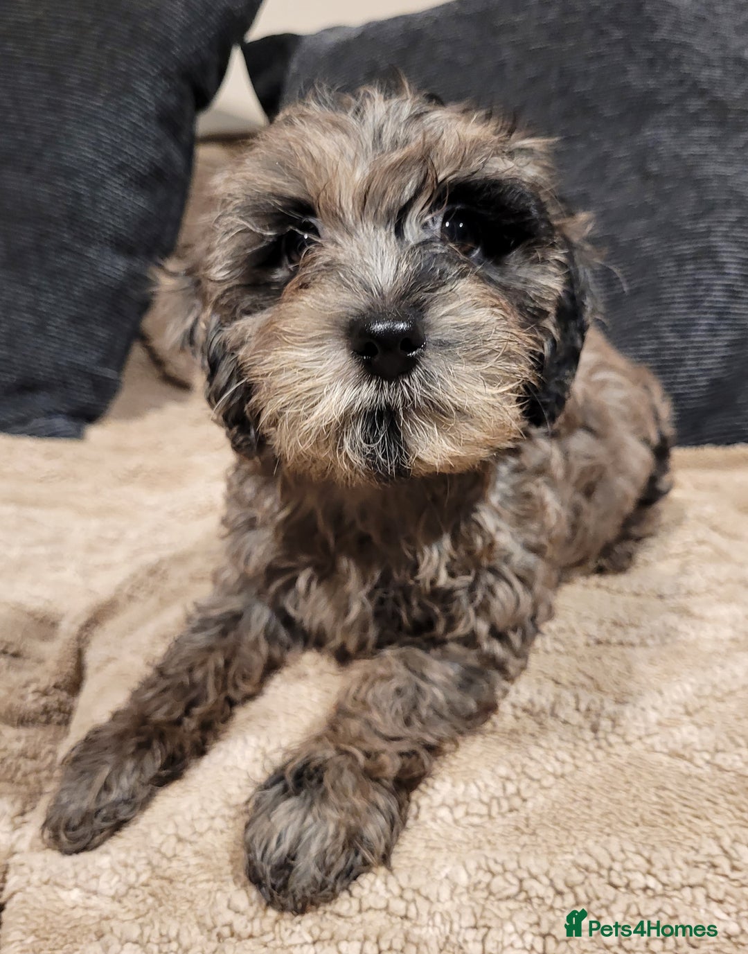 Labradoodle dogs for sale: Labradoodle puppies - Advert 23