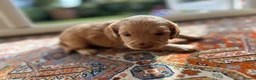 Cockapoo dogs for sale: Beautiful F1xF2 Cockapoo Puppies-Loving home £1400 in Colyton - Advert 31