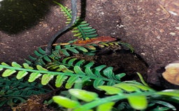 Gecko reptiles for sale: Lizards for sale - lots to choose from  in Nottingham - Image 16