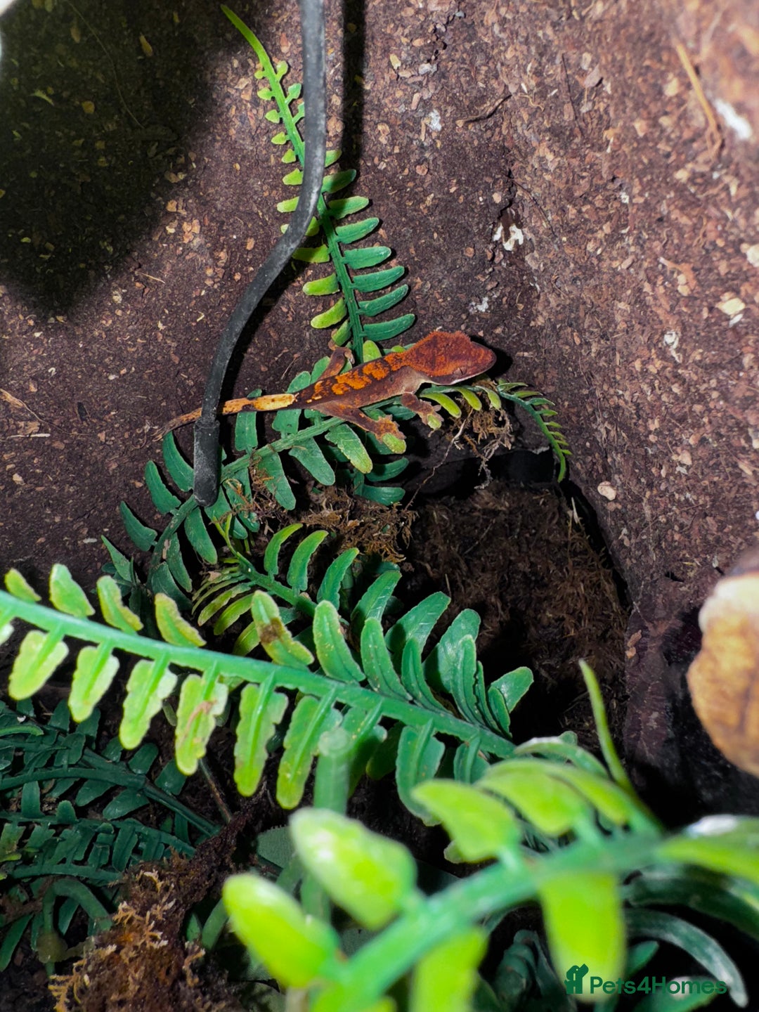 Gecko reptiles for sale: Lizards for sale - lots to choose from  in Nottingham - Image 16