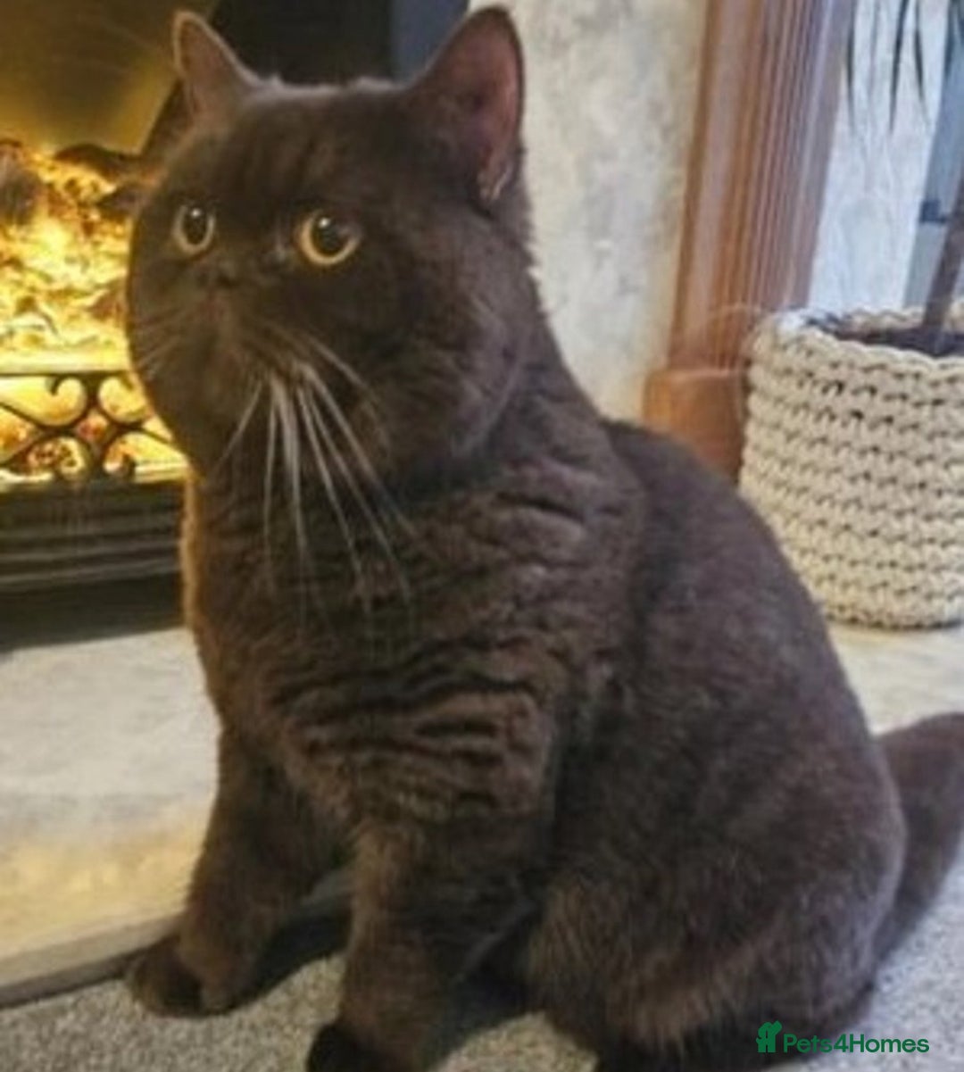 British Shorthair cats for sale: Belles Champion Bloodline BSH Kittens !! 😻 - Image 6