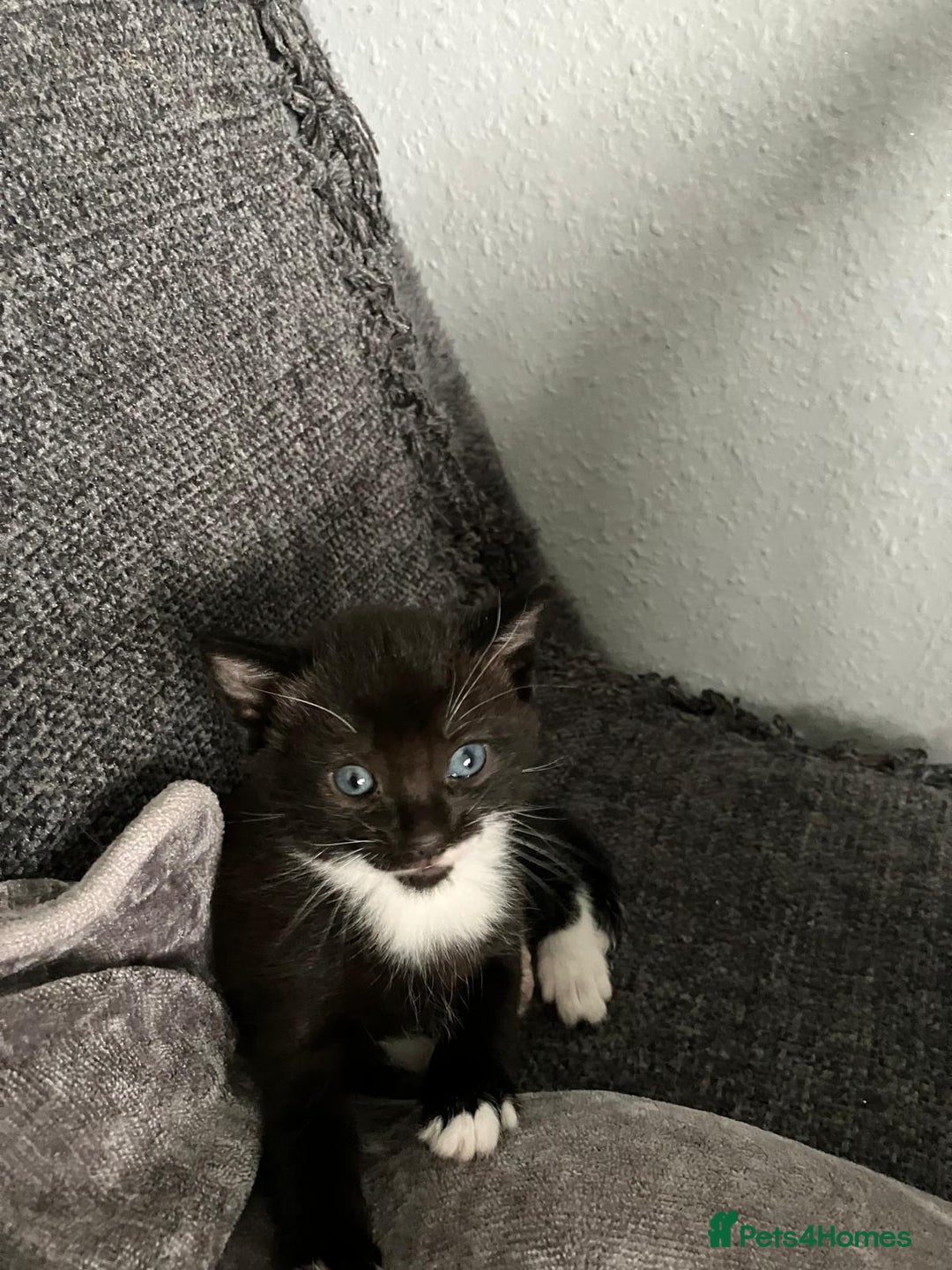 Mixed Breed cats for sale: Beautiful black and white kittens - Advert 3