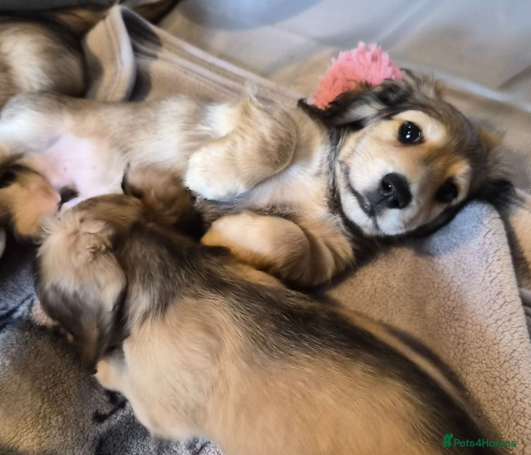 Miniature Dachshund dogs Longhaired Miniature daschund puppies READY NOW!! - Advert 2