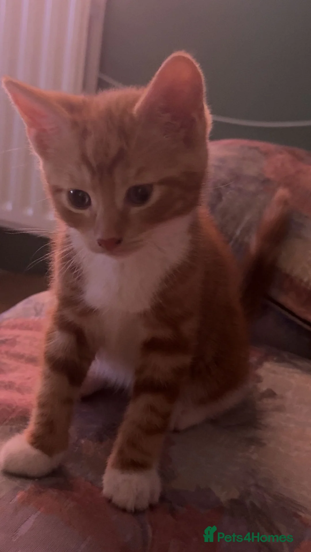 Mixed Breed cats for sale: 2 ginger kittens  in Trowbridge - Advert 3