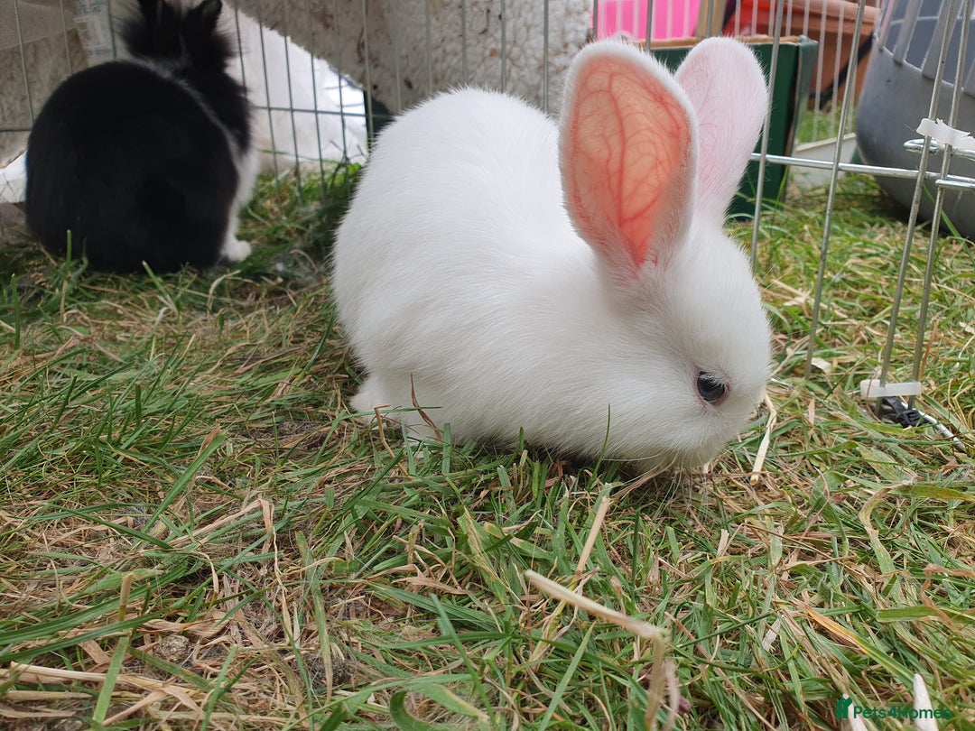 Mini Lop rabbits for sale: Spayed and neutered rabbits for adoption - Image 14