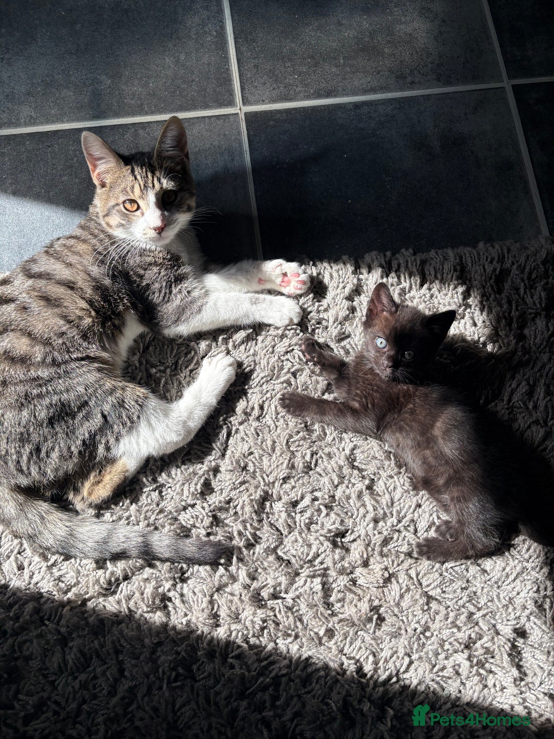 British Shorthair cats for sale: Male kitten  - Advert 3