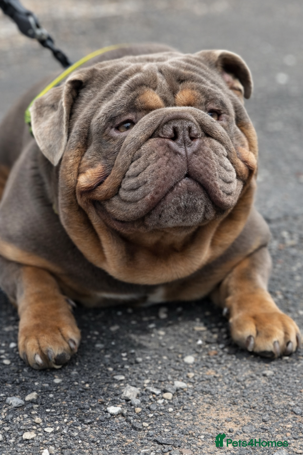 English Bulldog dogs King Nemesis Son English bulldog stud well proven - Advert 13