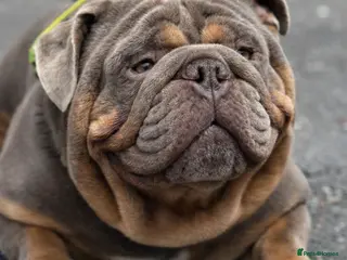 English Bulldog dogs King Nemesis Son English bulldog stud well proven - Advert 13